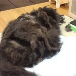 Cat on a grooming table.