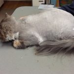 Cat on a grooming table after being groomed.