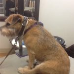 Dog after being professionally groomed.