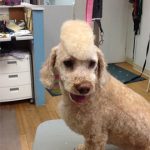 Dog after being professionally groomed.