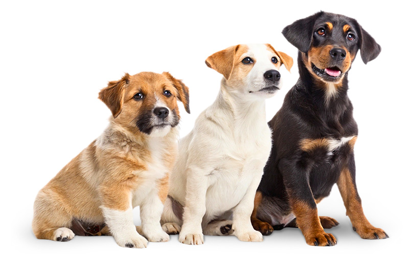 Three happy dogs sitting next to each other.
